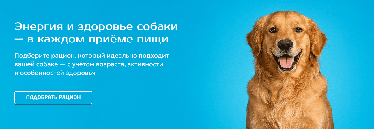 Энергия и здоровье собаки  — в каждом приёме пищи